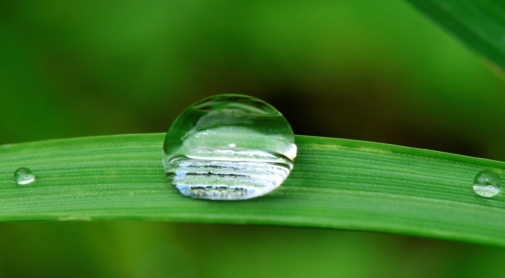 Image is a close up of a single blade of grass with a water droplet on it.