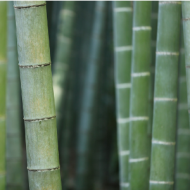 Image depicts a close up of bamboo stalks